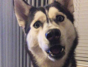 数字商城正规的DDOS网页端源码